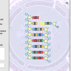 Gizmos student exploration building dna