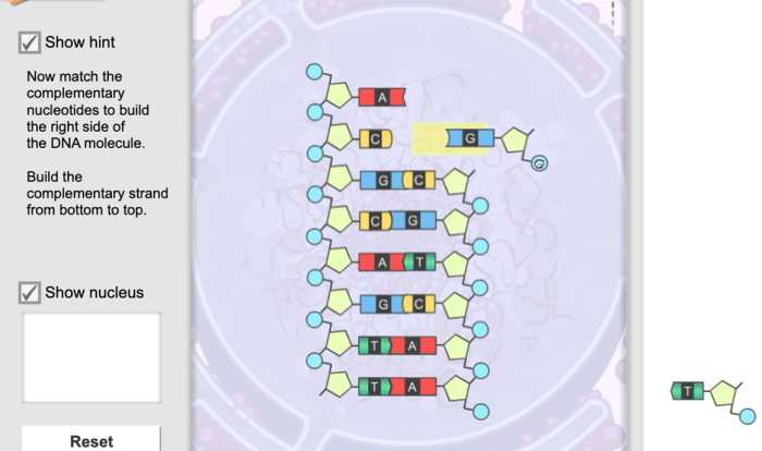 Gizmos student exploration building dna