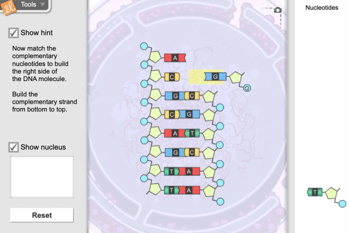 Gizmos student exploration building dna