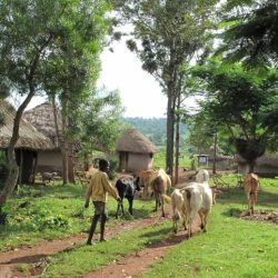 Livestock mixed crop farming mix good conservation soil